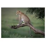 Original African Safari photo