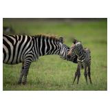 Original African Safari photo