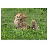 Original African Safari photo