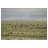 Original African Safari photo