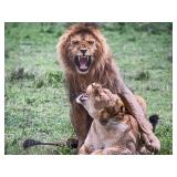 Original African Safari photo