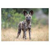 Original African Safari photo