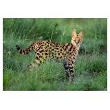 Original African Safari photo