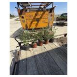 Choice of 5  Techney arbor vitae trees