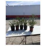 Choice of 5  Techney arbor vitae trees