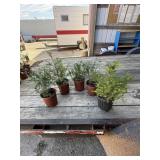 Choice of 5  Techney arbor vitae trees