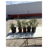 Choice of 5  Techney arbor vitae trees