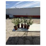 Choice of 5  Techney arbor vitae trees