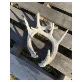 Deer antlers