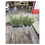 Choice of 5  Techney arbor vitae trees