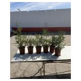 Choice of 6 Techney arbor vitae trees