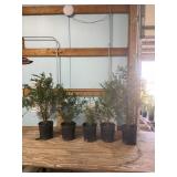 Choice of 5  Techney arbor vitae trees