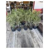 Choice of 5  Techney arbor vitae trees