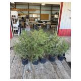 Choice of 5  Techney arbor vitae trees