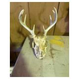 8 point white tail deer antler and skull