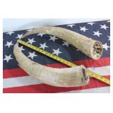Large Pair of Bull Horns