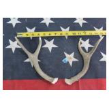 Antelope Horns