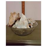 Seashell lot, bowl broken