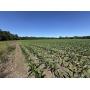 Boone County Land Auction-Glendale Prairie Farms, LLC