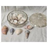 Collectible Sea Shells in Glass Jar with Lid
