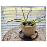 Ceramic Flower Pot with Aloe Plant