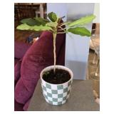 Madagascar Jewel Plant with Checkered Pot