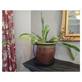 Ceramic Flower Pot with Snake Plant
