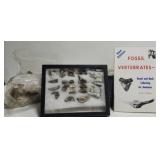 Lot of fossils rocks crystals & more