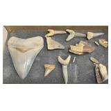 Estate lot of shark teeth and fossils