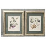 pair of framed vintage botanical prints