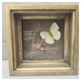 Framed shadow box of butterfly