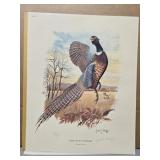 Signed "Ring-Necked pheasant" by Jules E. Scheffer