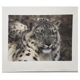 Signed 'Snow Leopard Portrait' by Carl Brenders
