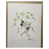 Signed "Lady Gould Finch" by Moran 278/1500