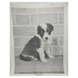 Lonesome Puppy By Giant Photos Rockford