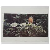 Terry Isaac "Backyard Robin" print **