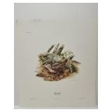 Don Whitlatch "Woodcock" print ***