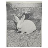 Easter Bunny By Gaint Photos of Rockford