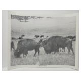 Grazing Buffalo By Gaint Photos of Rockford
