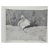 Red Squirrel By Gaint Photos of Rockford