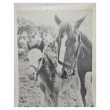 Mare & Colt By Gaint Photos of Rockford