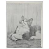 Playful Kitten By Gaint Photos of Rockford