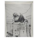 Circus Lions By Gaint Photos of Rockford