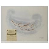 'Spawning Minnows' print by Frank T. GEE **