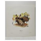 Don Whitlatch "Ruffed Grouse" print ***