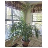 Large 6 ft Majesty Palm Plant in Terra Cotta Pot