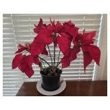 Small Red Poinsettia Plant in Bloom