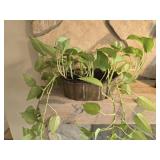 Brass planter with live plants