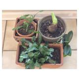 Lot of Christmas Cactus & More Bulb Plants