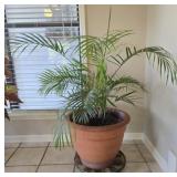 Medium Sized Majesty Palm in Heavy Pot
